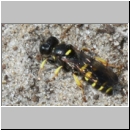 Crabro peltarius - Grabwespe w16b 9mm Sandgrube Niedringhaussee.jpg